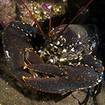 Homarus gammarus 